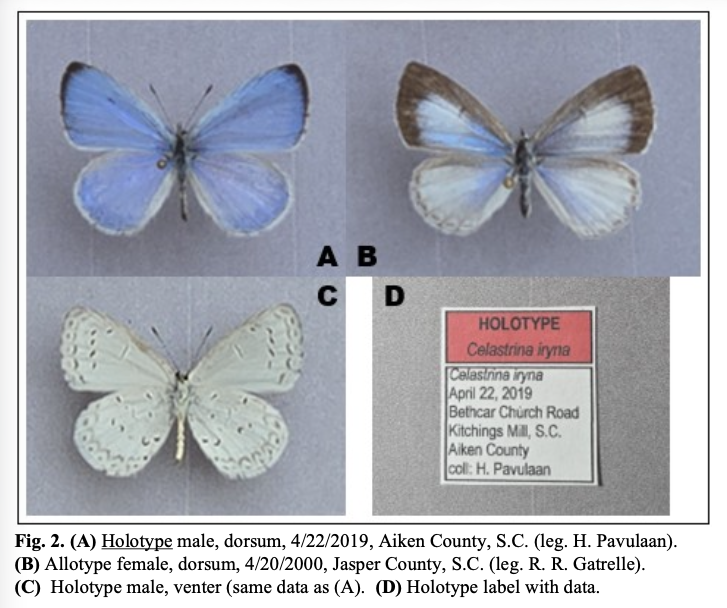 Celastrina iryna holotype and allotype specimens